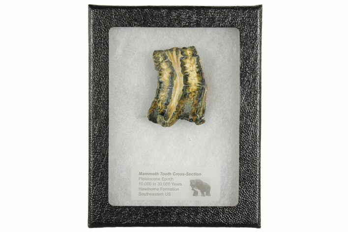 Mammoth Molar Slice with Case - South Carolina #165081
